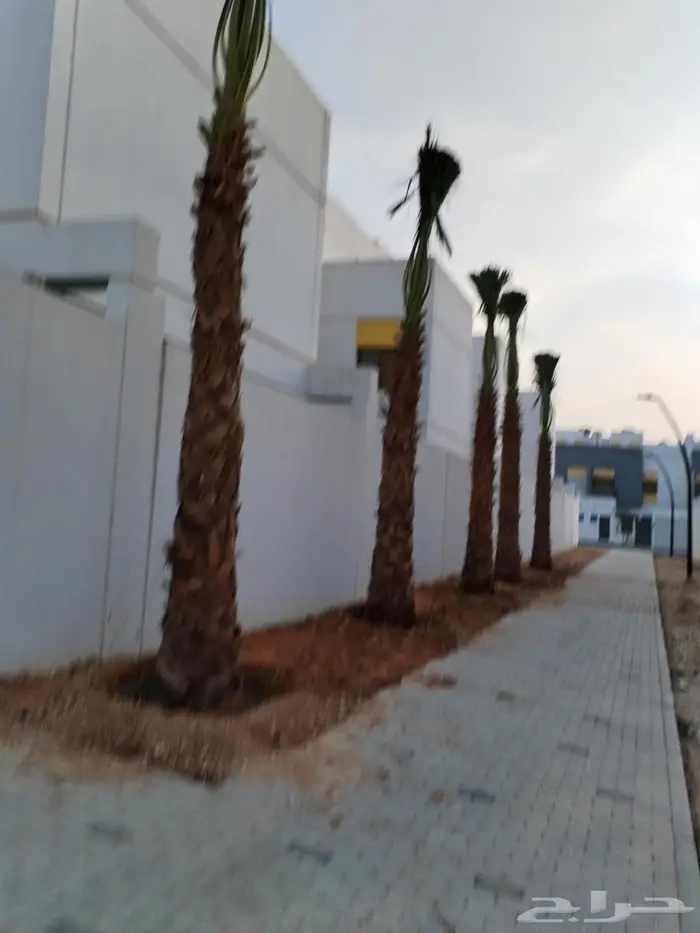 نخل واشنطني زينه أمريكي ابو مروحه 99 9