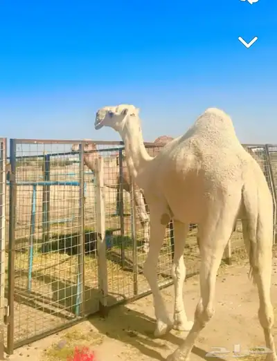 قعود اعفر ثني. تم البيع 4