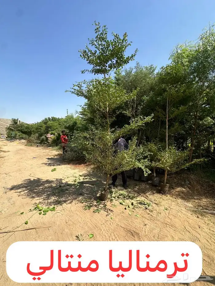 مشاتل اشجار مشتل مشتل زراعي 7