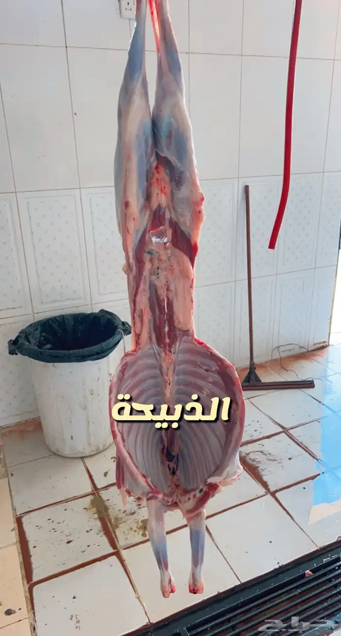 عرض ذبايح حري وسط 1270 سواكني وسط 1150شاملالذبح والتوصيل 1