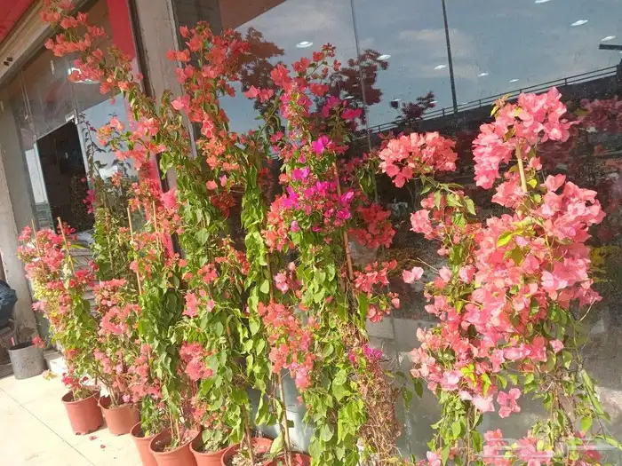 تنسيق حدايق 4