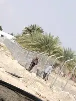 زراعه نخيل 9