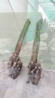زراعه نخيل 1