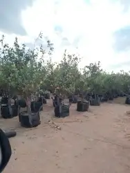 ليمون للبيع النوع ايظالي العمر خمس سنوات الارتفاع من فوق متر 1