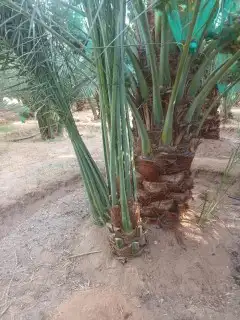 زراعه نخيل 3