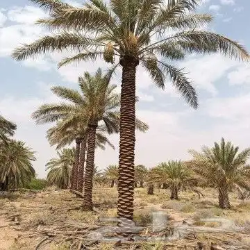 نقوم بعمال انخيل تكريب تنضيف قلاااع وصرام.وتوريد انخيل عربي. 4