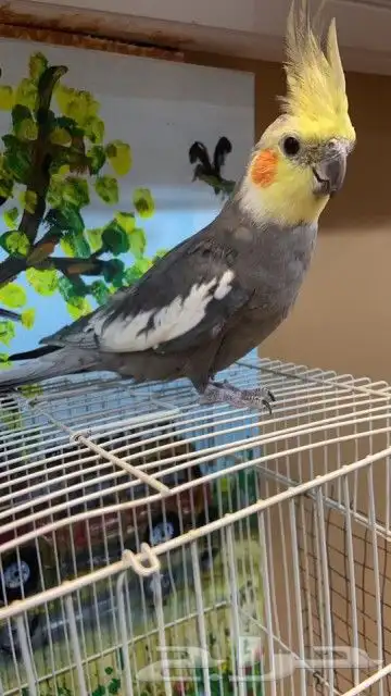 ذكر كروان اليف منتج ((تم البيع)) 0