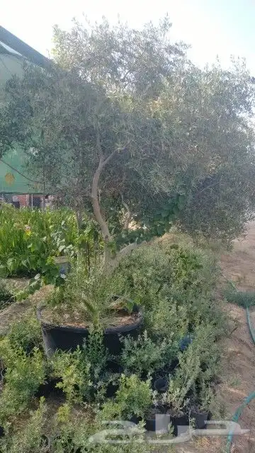 مزرع 2