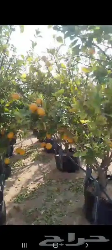 ليمون للبيع النوع ايظالي العمر خمس سنوات الارتفاع من فوق متر 0