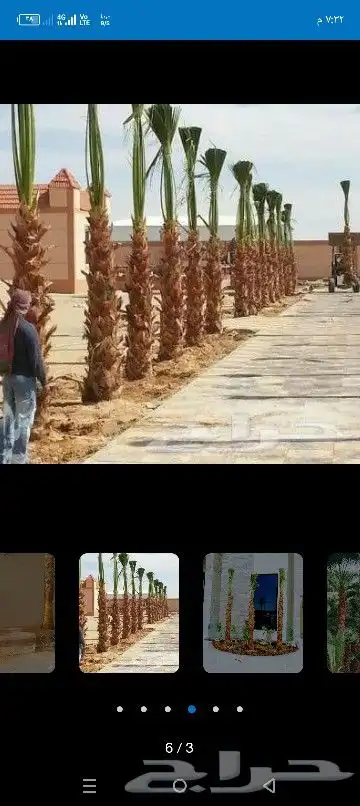 نقوم بعمال انخيل تكريب تنضيف قلاااع وصرام.وتوريد انخيل عربي. 1