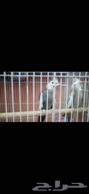 3 ذكور كروان لبيع وجوز هولندي كروان منتج شرط على اسوم 2