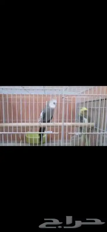 3 ذكور كروان لبيع وجوز هولندي كروان منتج شرط على اسوم 0