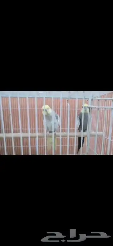 3 ذكور كروان لبيع وجوز هولندي كروان منتج شرط على اسوم 1