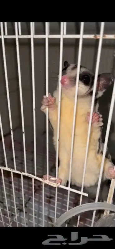 زوج شوقر قلايدر مع فرخ (تم البيع) 0