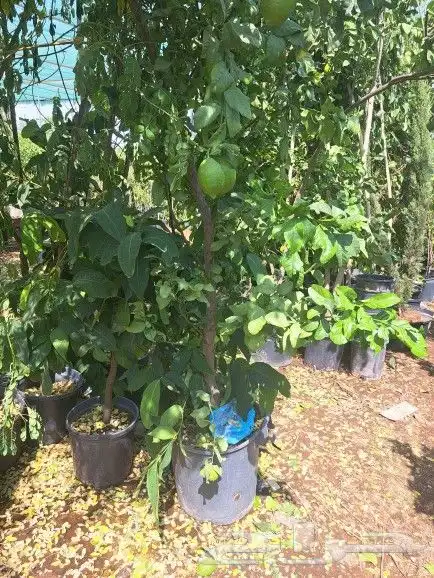 سرو ايطالي ترمنليا حمضيات زيتون 3