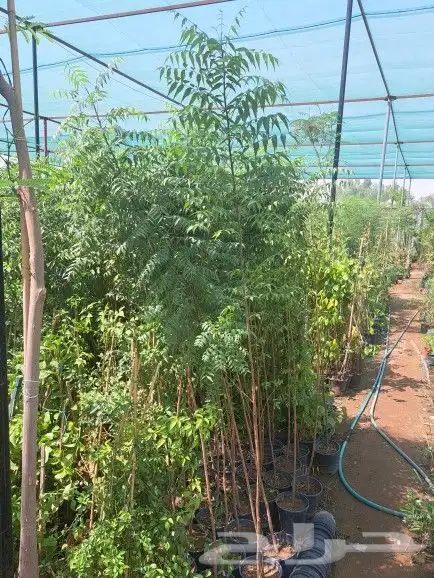 سرو ايطالي ترمنليا حمضيات زيتون 8