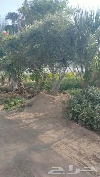 مزرع 5