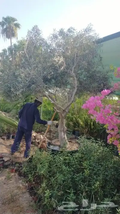 مزرع 0