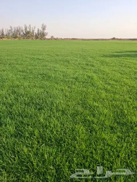 ثيل سئ 2000صافي وطبيعي الموقع الخرج 1