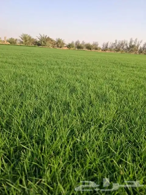 ثيل سئ 2000صافي وطبيعي الموقع الخرج 0