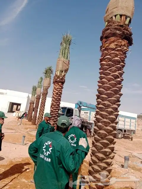 نقوم بعمال انخيل تكريب تنضيف قلاااع وصرام.وتوريد انخيل عربي. 9