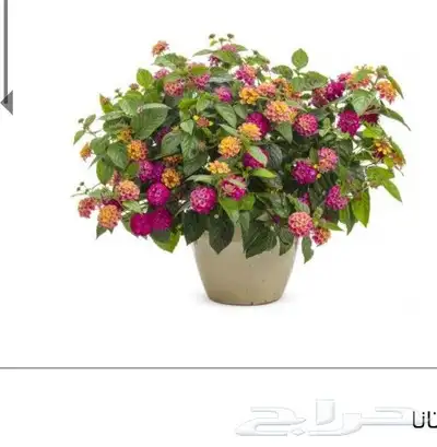 مزرع 7