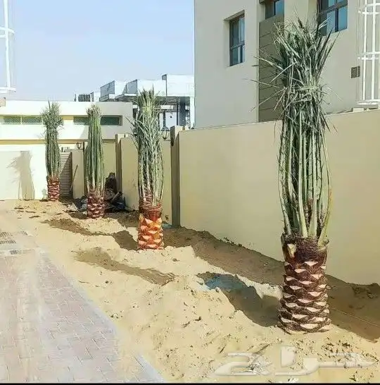 نخل خلاص درجه اولى نقايل وفسايل 1