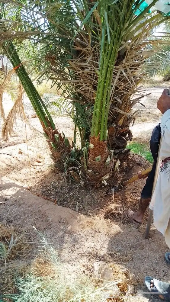 نخل وجثايث القصيم نخل طيب اسعارمعقوله 0