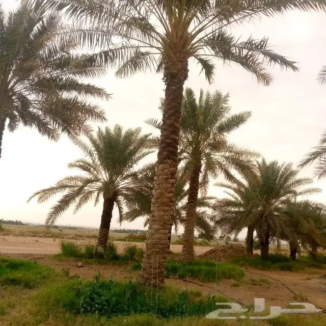 نقوم بعمال انخيل تكريب تنضيف قلاااع وصرام.وتوريد انخيل عربي. 6