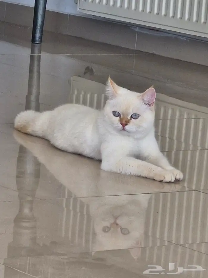 للتزاوج 0