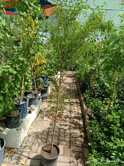 مزرع 6