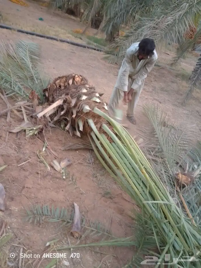 نخل وجثايث القصيم نخل طيب اسعارمعقوله 3