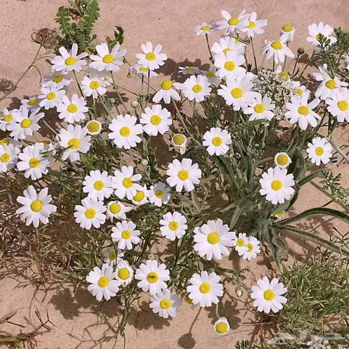 بذور القحويان البري صافي للبيع 0