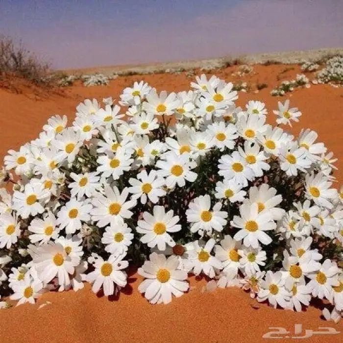 بذور القحويان البري صافي للبيع 1