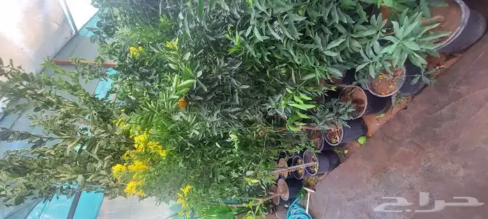 جهنميات جميع المقاسات وجميع الالوان معاالتوصيل والغرس 15