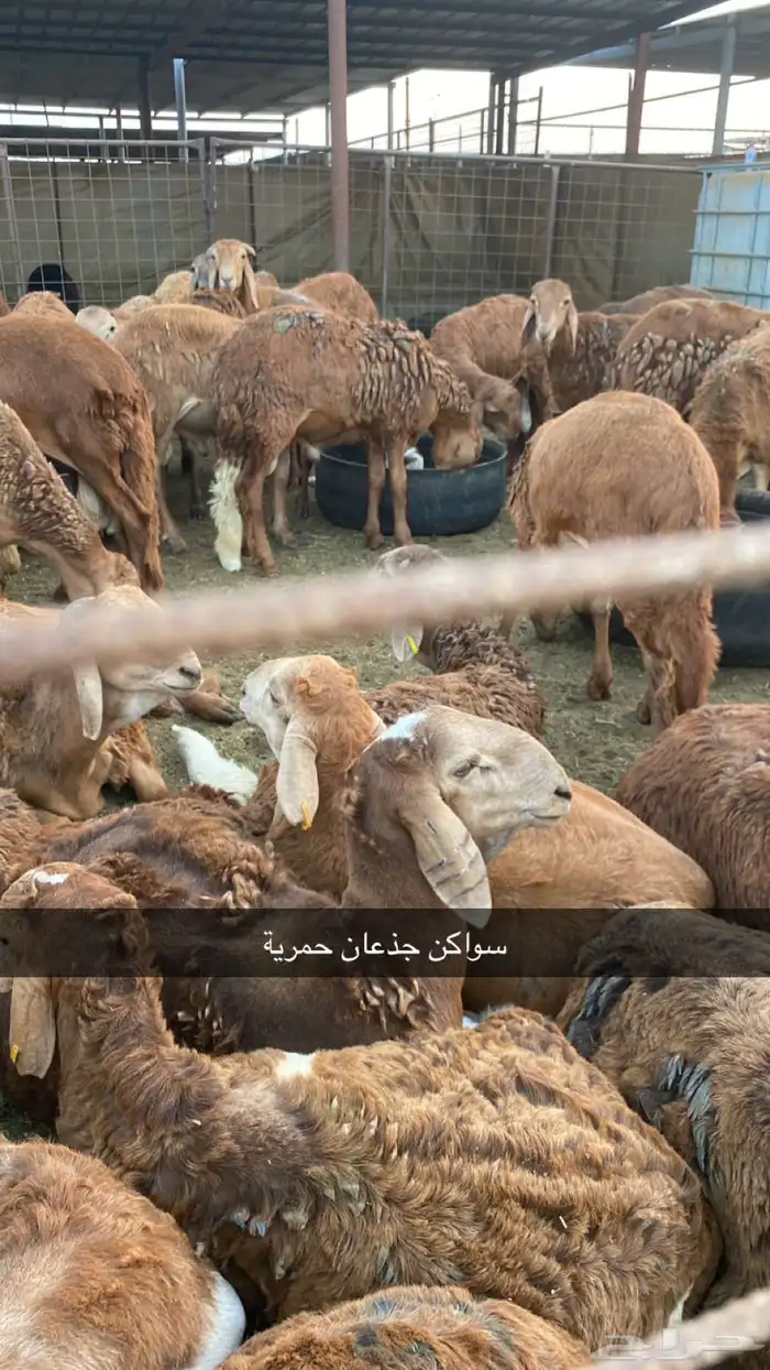 سواكن جذعان حمرية 2