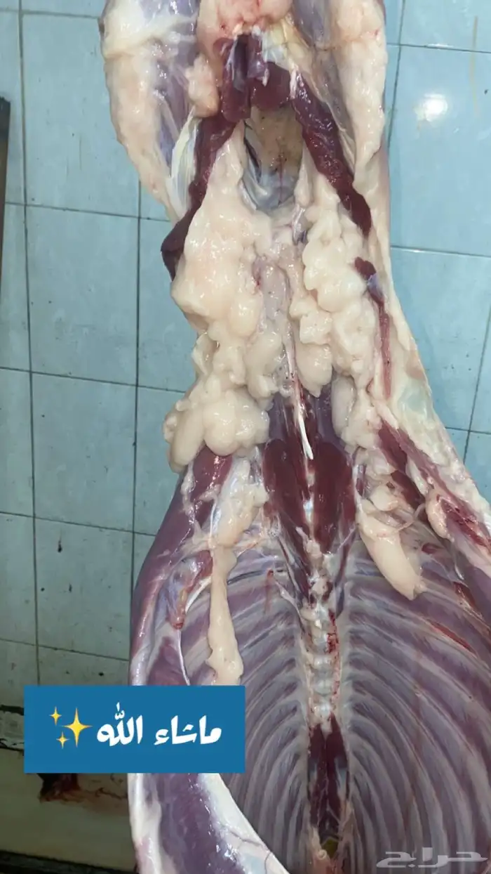 سواكن جذعان حمرية 1