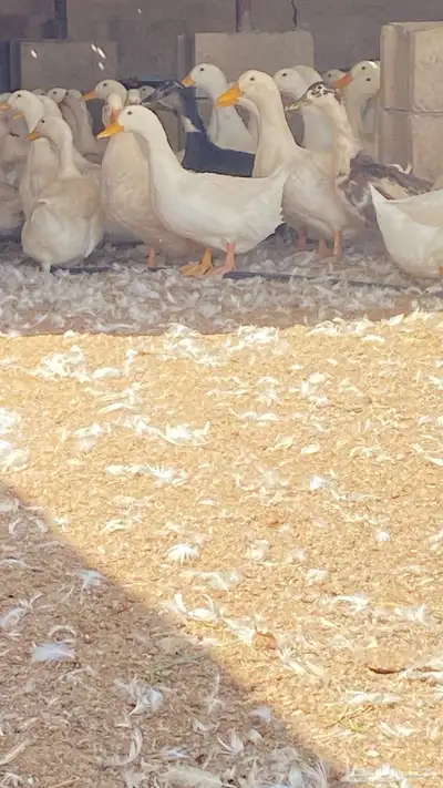 بيض بط بكيني 2