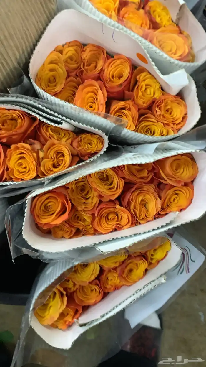 ورد طبيعي جملة 0