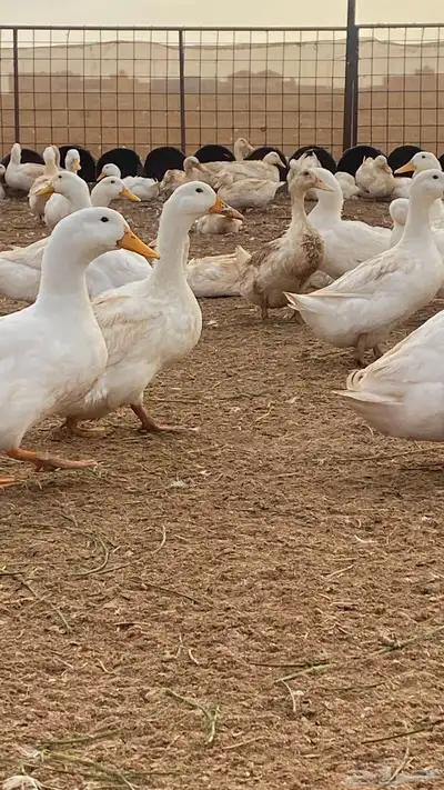 بيض بط بكيني 1