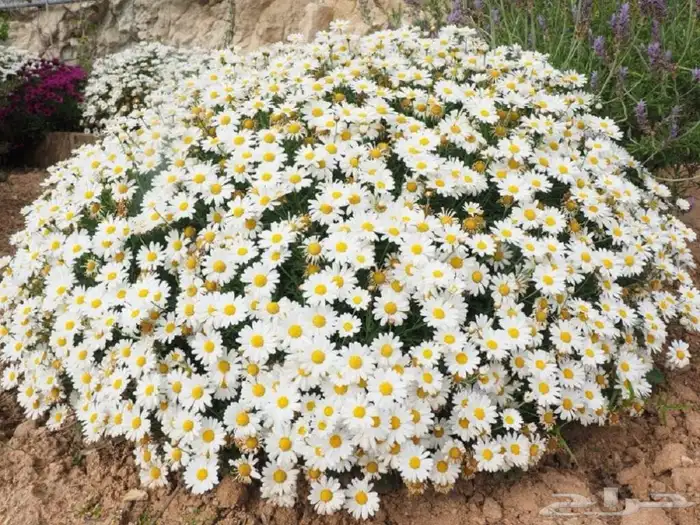 بذور القحويان البري صافي للبيع 5