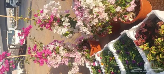 جهنميات جميع المقاسات وجميع الالوان معاالتوصيل والغرس 2