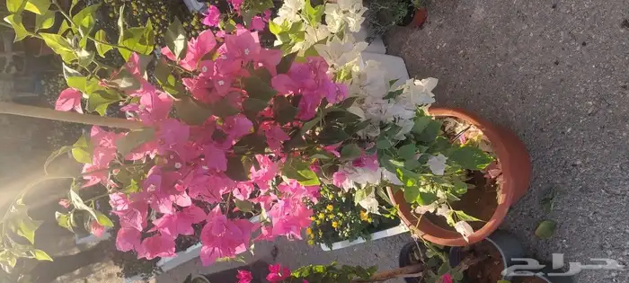 جهنميات جميع المقاسات وجميع الالوان معاالتوصيل والغرس 1