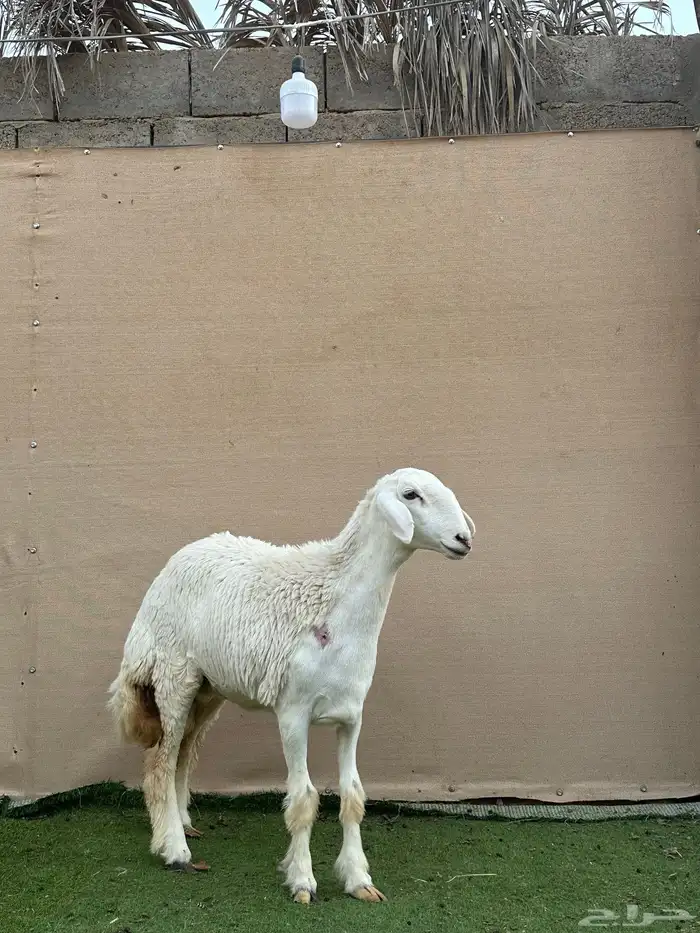 للبيع رخل حري (( تم البيع )) 4