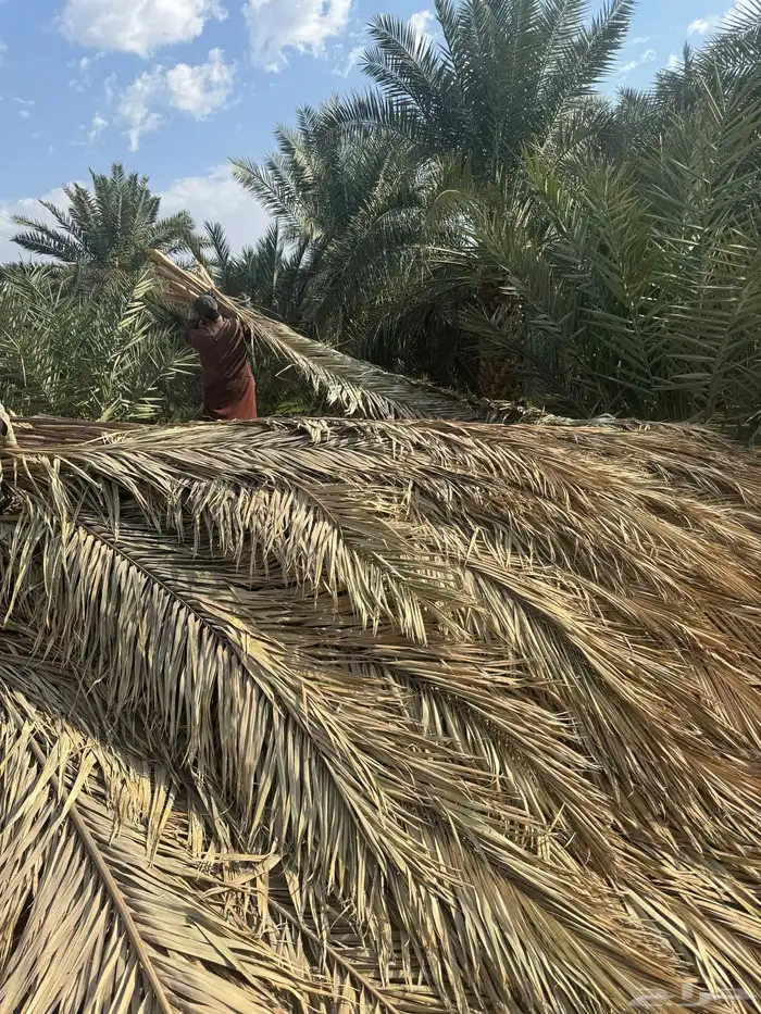 جريد سعف عسيب 5