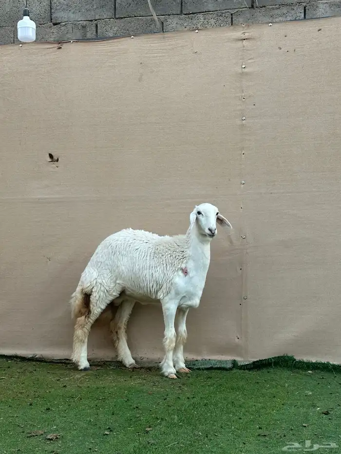 للبيع رخل حري (( تم البيع )) 3