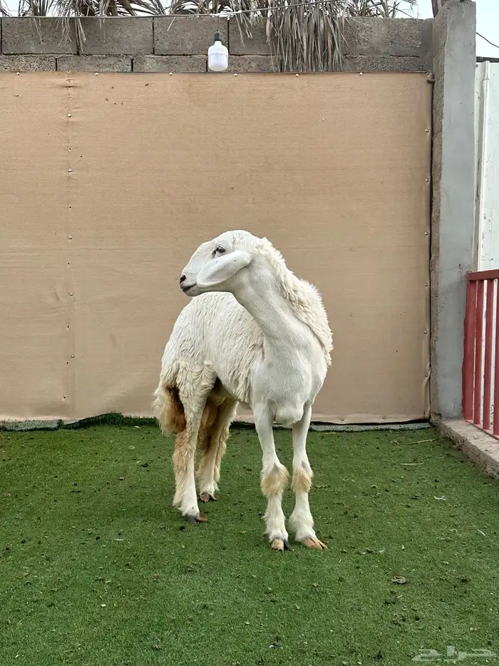 للبيع رخل حري (( تم البيع )) 1