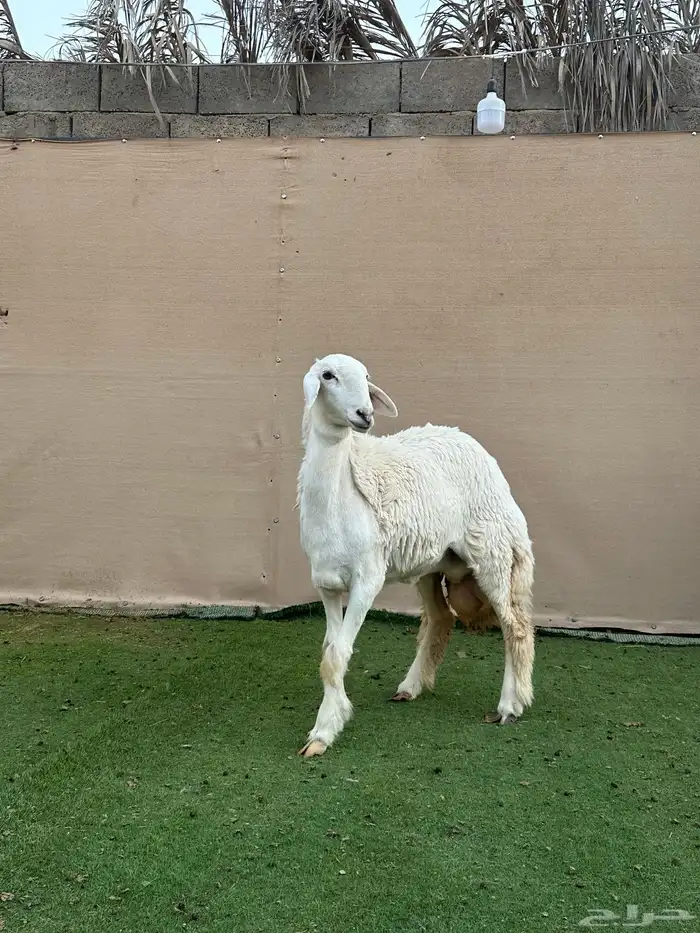 للبيع رخل حري (( تم البيع )) 0