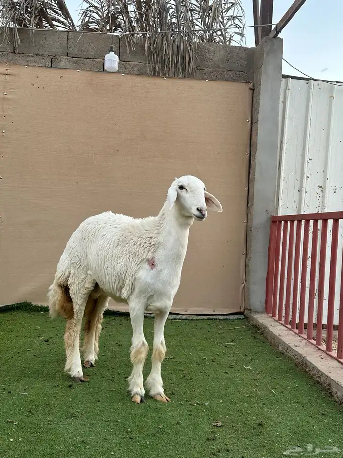 للبيع رخل حري (( تم البيع )) 2