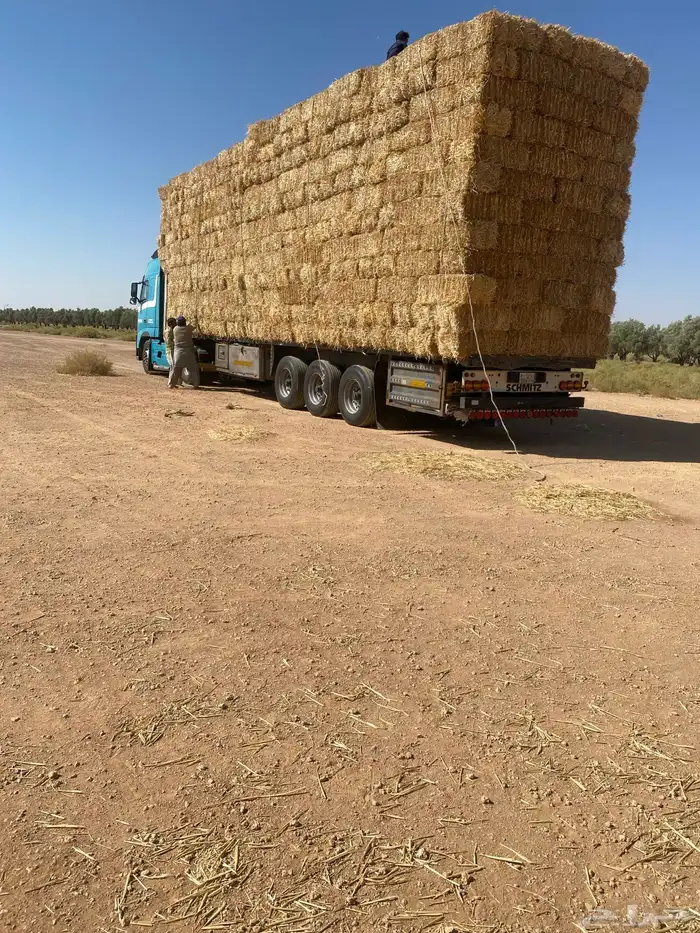 تريلة نقل البرسيم 0